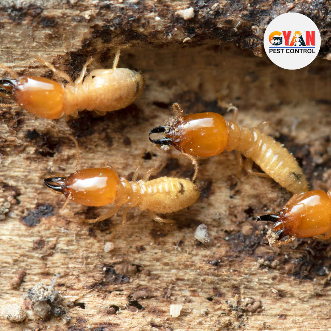 Termite Control